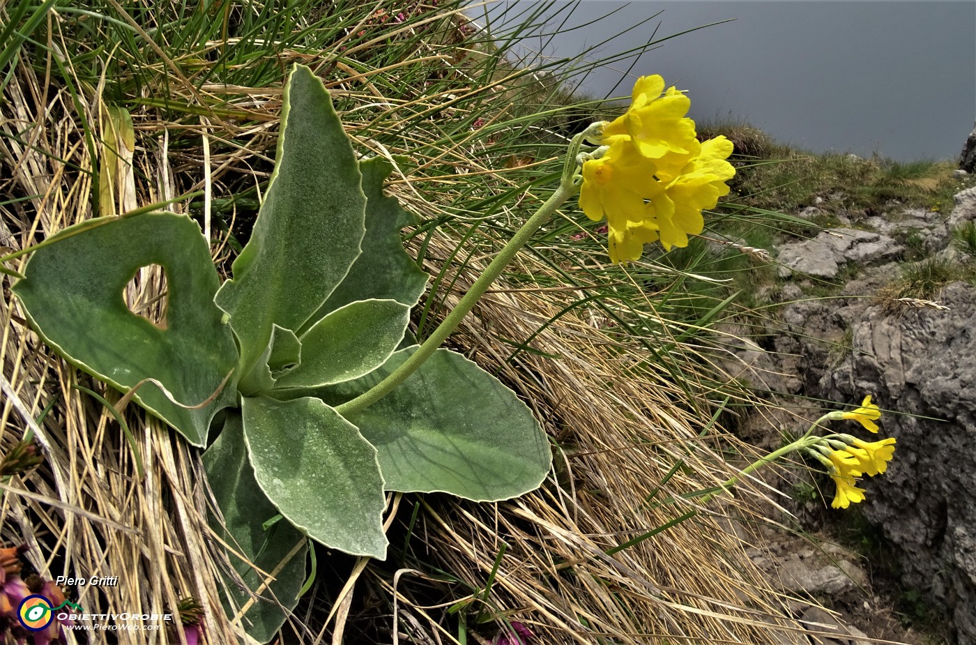 71 E ci godiamo stavolta col sole  anche le primule orecchie d'orso (Primula auricula) .JPG